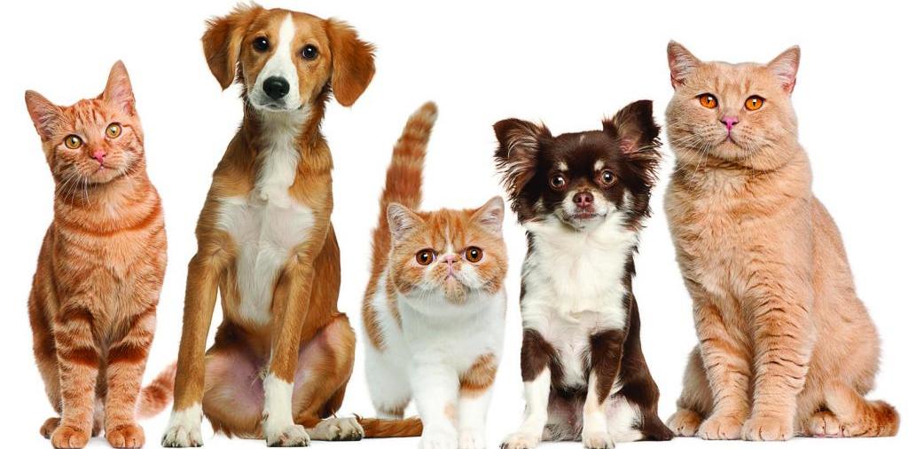 Доска объявлений о животных | ЗооТом - продажа, вязка и услуги для животных в Оби