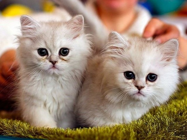 Породы кошек в Оби | ЗооТом портал о животных