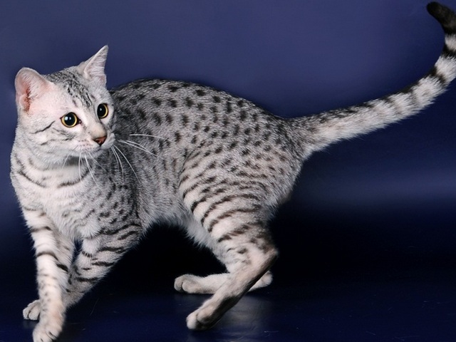 Породы кошек в Оби | ЗооТом портал о животных