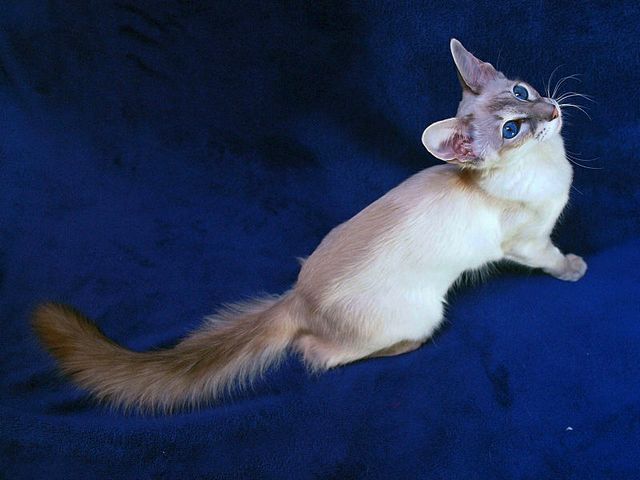 Выведенные породы кошек в Оби | ЗооТом портал о животных