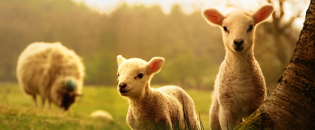 Объявления о сельскохозяйственных животных | ЗооТом - продажа, вязка и услуги для животных в Оби