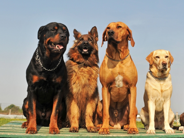 Крупные породы собак в Оби | ЗооТом портал о животных