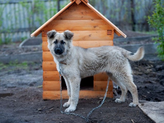 Все о собаках в Оби